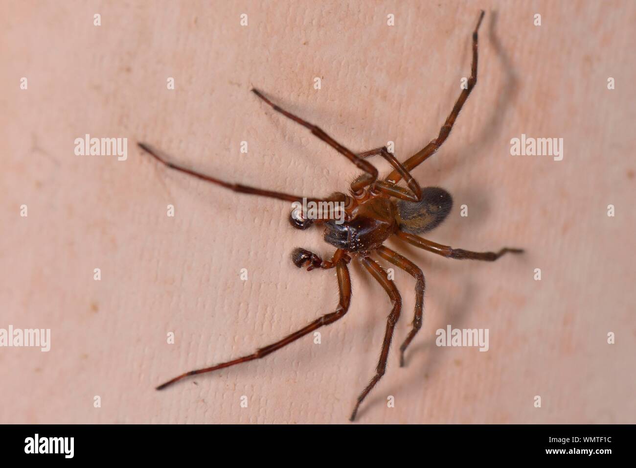 La dentelle noire weaver spider (Amaurobius ferox) mâle à la recherche d'un compagnon sur un mur d'intérieur de maison, Wiltshire, Royaume-Uni, mars. Banque D'Images