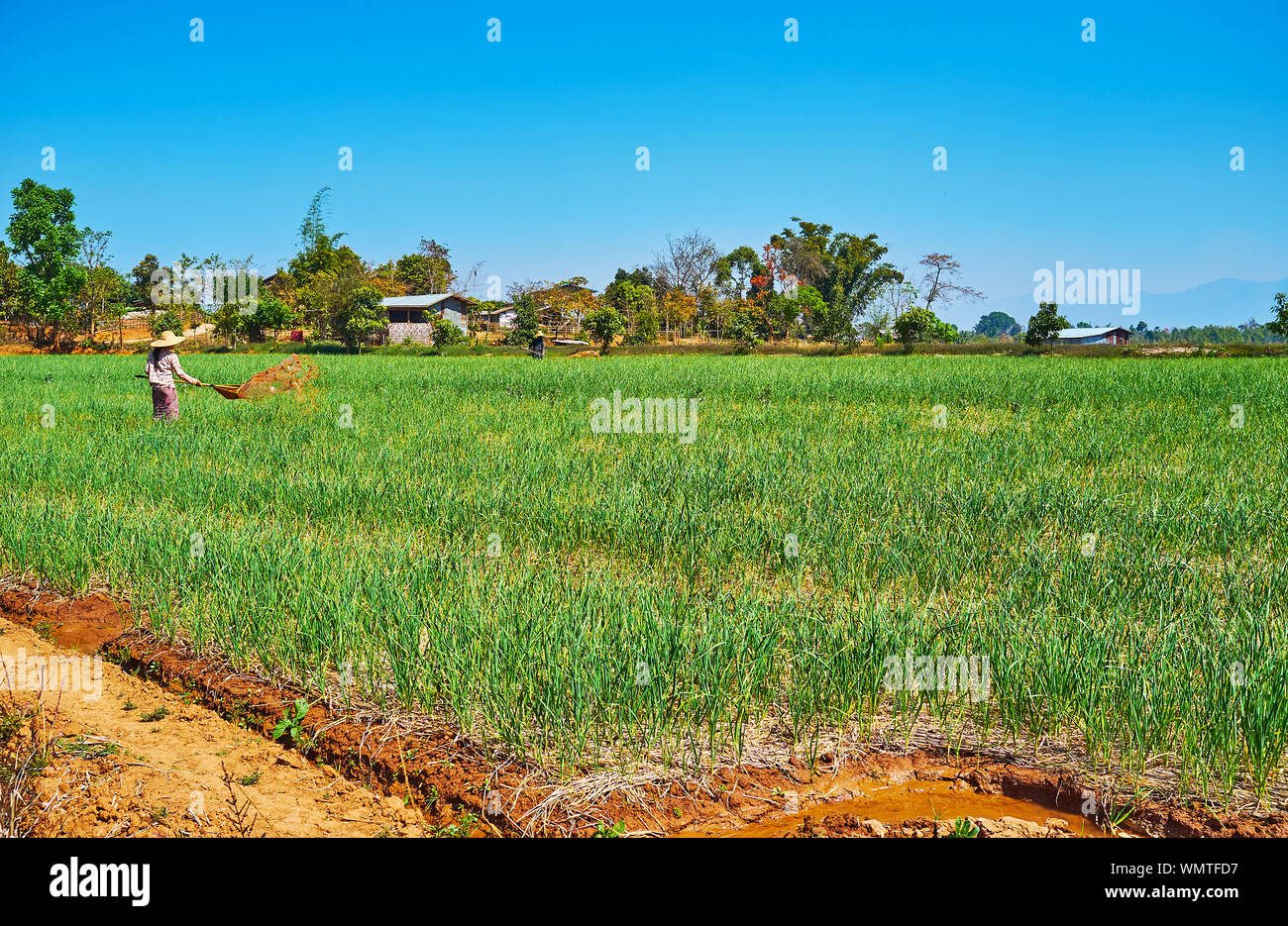 Le champ d'ail vert juteux, le villageois travaille parmi les jeunes plantes, Hum Pho, Myanmar Banque D'Images
