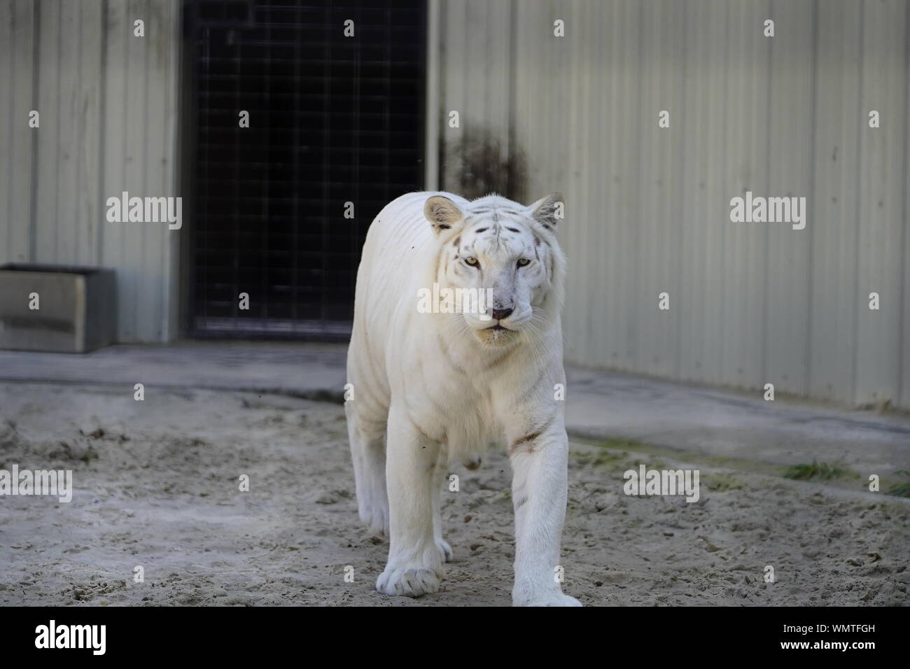Tiger Blanc L Animal L Arriere Plan La Nature La Faune Chat Noir Sauvage Isole Belle Felin Mammifere Couleur Fourrure Libre Predator Raye Ora Photo Stock Alamy