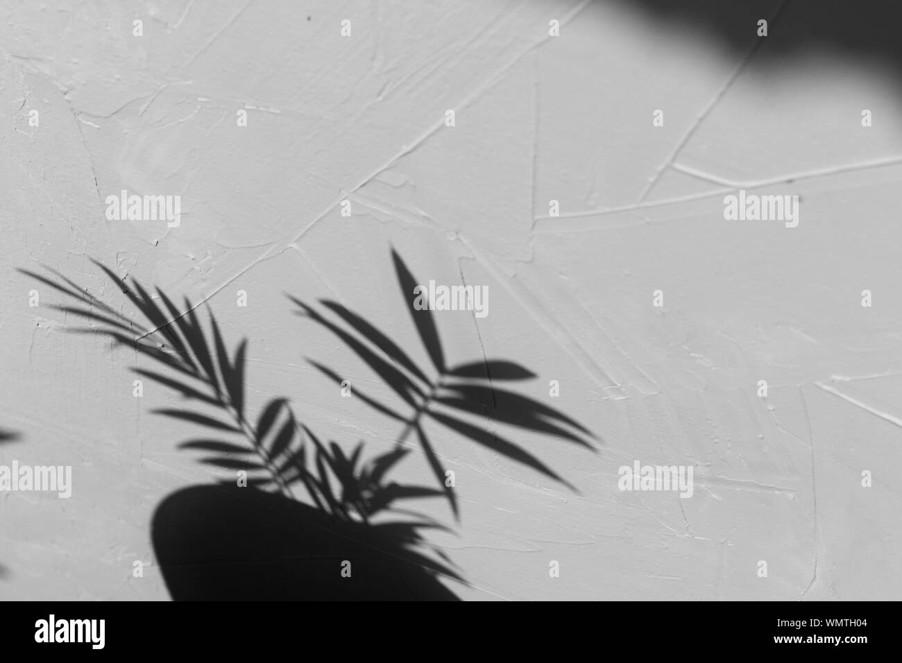 Selective focus sur l'ombre de palmier sur un fond texturé gris. La lumière naturelle du jour, à la mode photo, l'espace pour le texte Banque D'Images