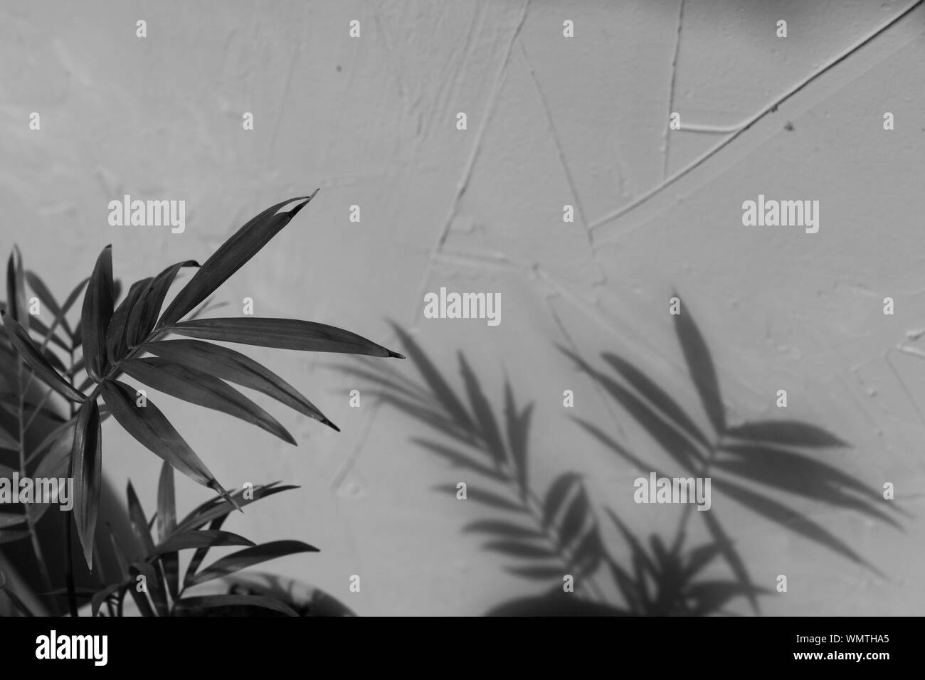 Selective focus sur l'ombre de palmier sur un fond texturé gris. La lumière naturelle du jour, à la mode photo, l'espace pour le texte Banque D'Images