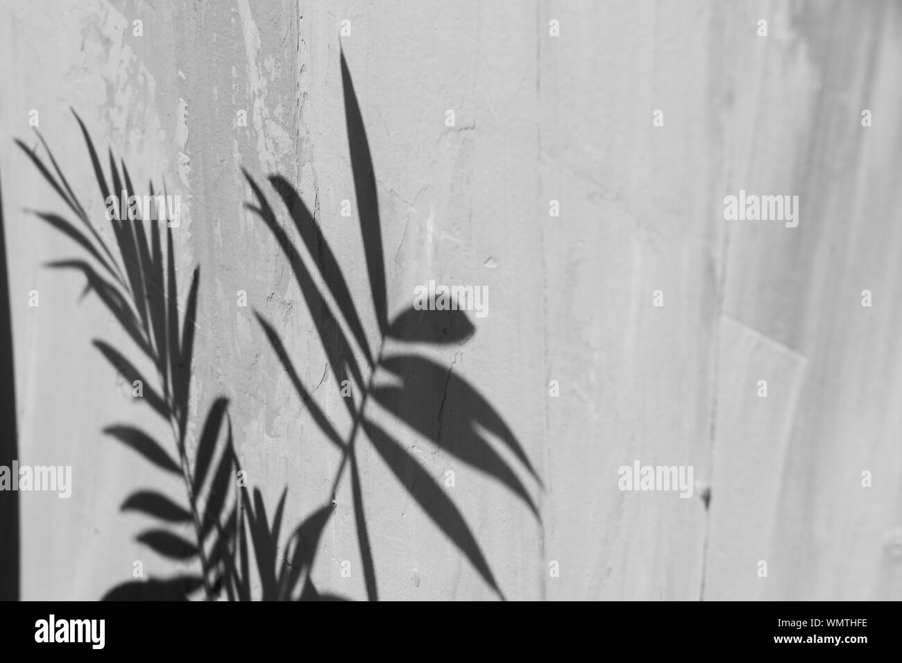 Selective focus sur l'ombre de palmier sur un fond texturé gris. La lumière naturelle du jour, à la mode photo, l'espace pour le texte Banque D'Images