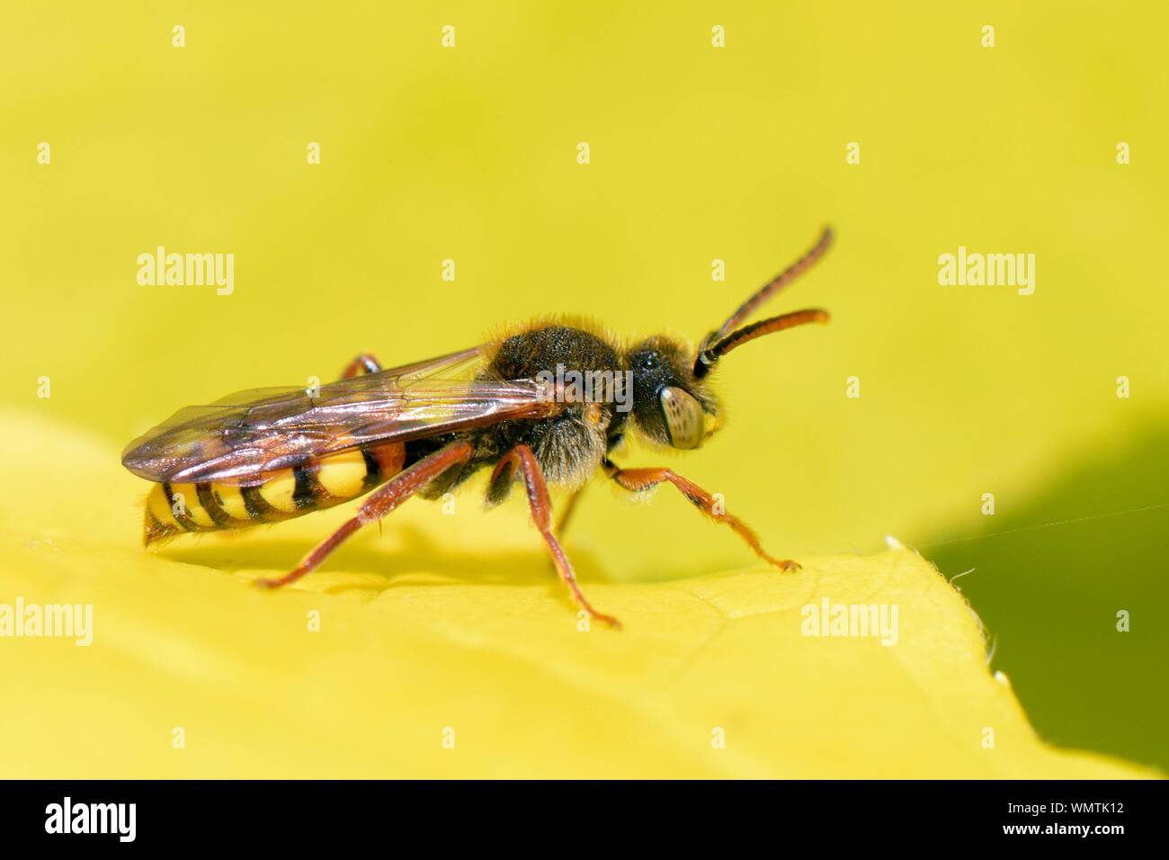 Nomad (abeille Nomada sp), un parasite de l'abeille coucou d'abeilles solitaires, exposer au soleil sur une feuille Philadelphus, Wiltshire, Royaume-Uni, le jardin d'avril. Banque D'Images