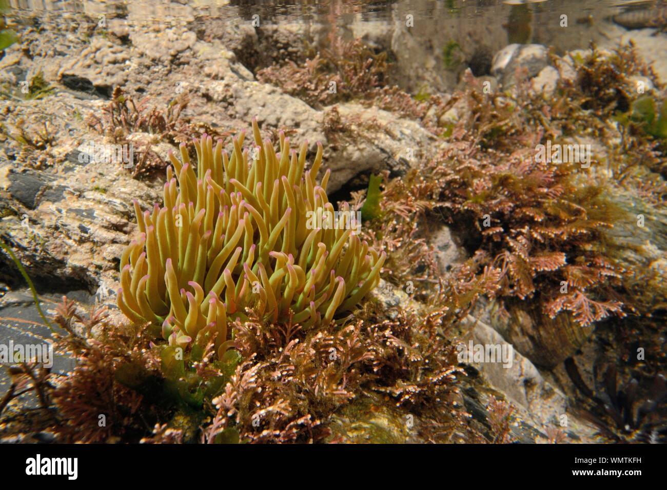 Anémone Anemonia sulcata (Snakelocks) dans un Coralweed rock aux côtés de la piscine (Corallina officinalis), Cornwall, UK, mars. Banque D'Images