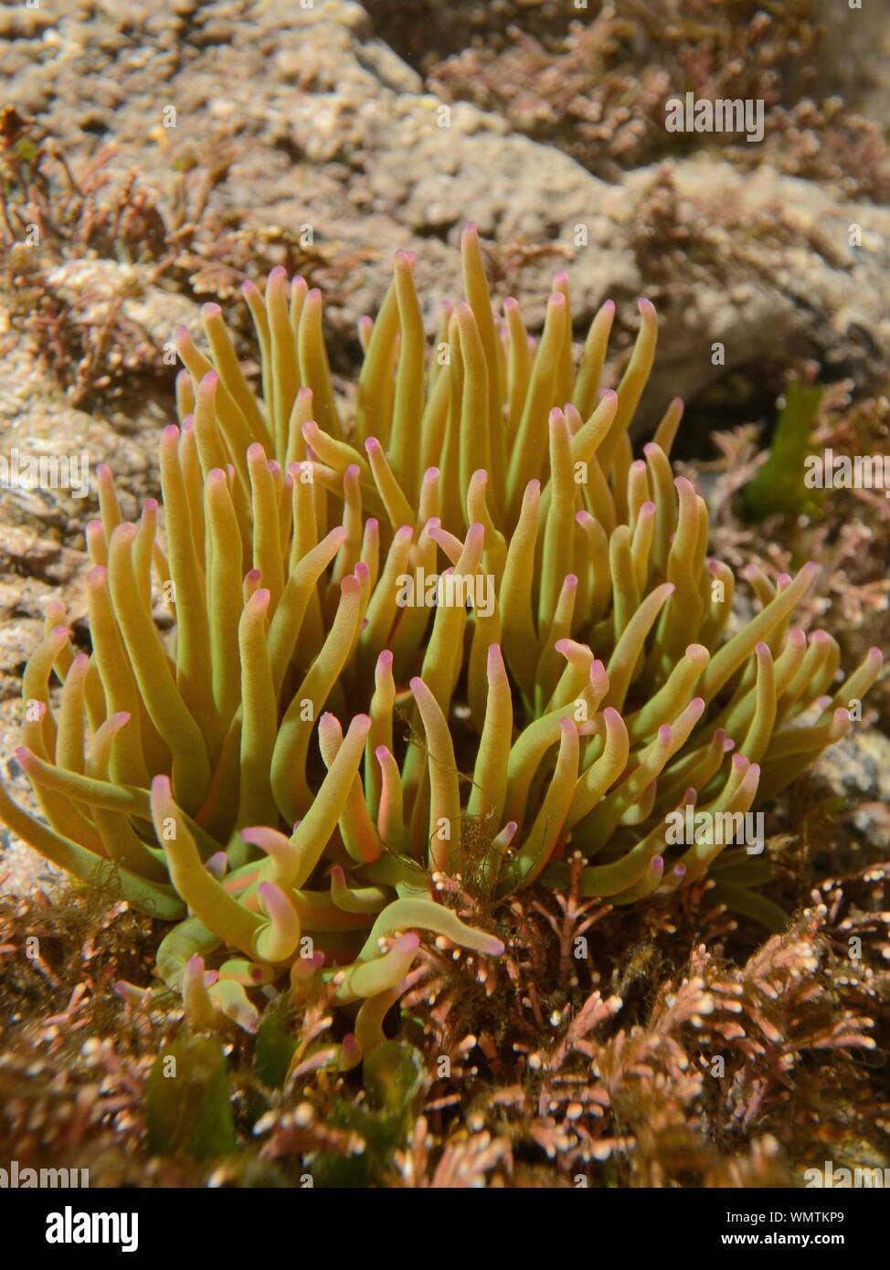 Anémone Anemonia sulcata (Snakelocks) dans une piscine dans les rochers, Cornwall, UK, mars. Banque D'Images