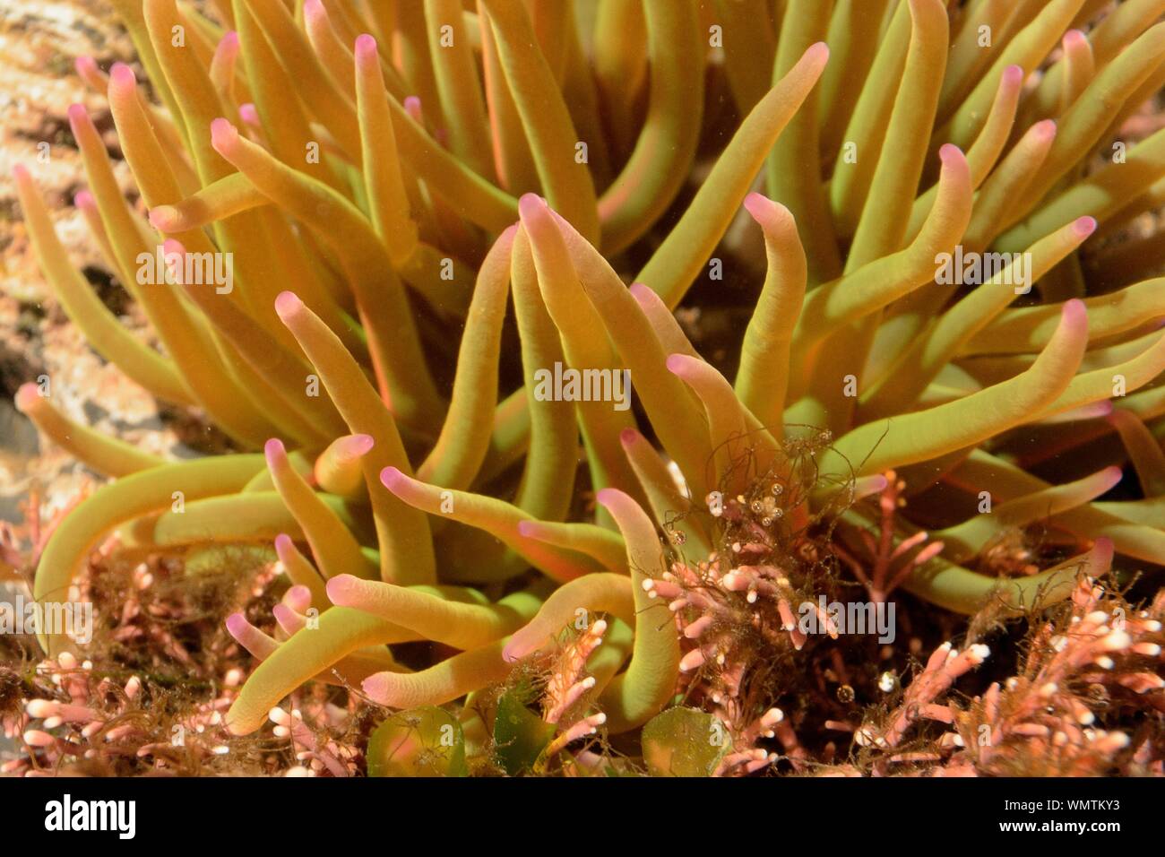 Anémone Anemonia sulcata (Snakelocks) dans une piscine dans les rochers, Cornwall, UK, mars. Banque D'Images