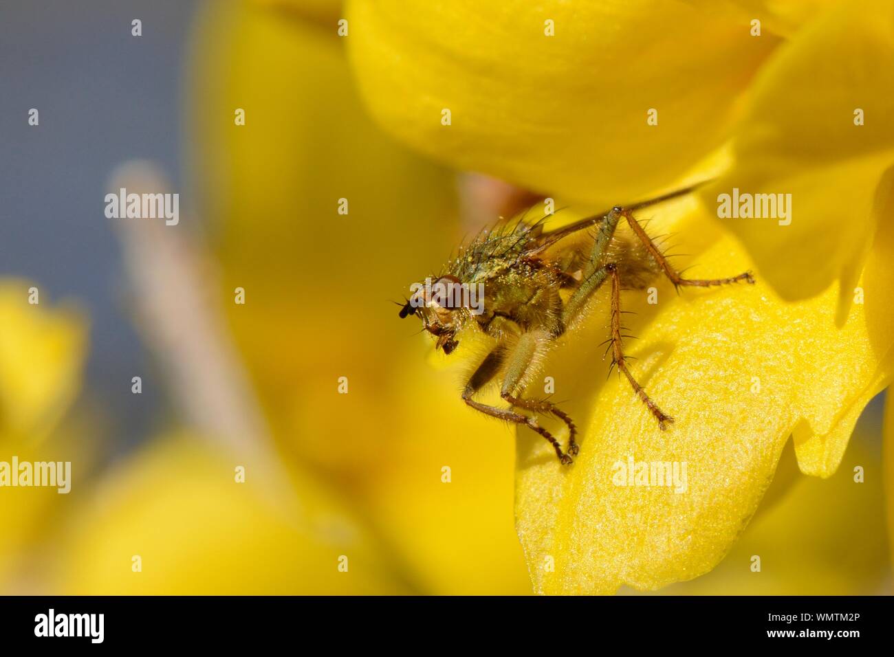 La bouse jaune fly (Scathophaga stercoraria) la chasse s'en prennent à un Forsythia bush, Wiltshire, Royaume-Uni, le jardin de mars. Banque D'Images
