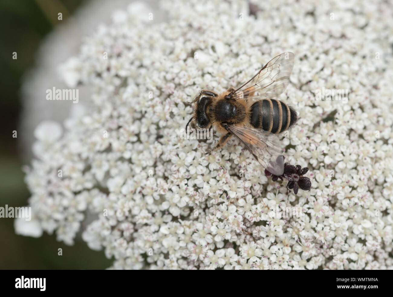 Abeille fleur (Anthophora sp) Banque D'Images