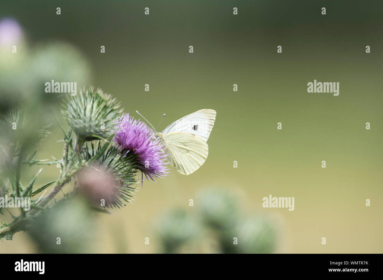 Large White (Pieris brassicae) Banque D'Images