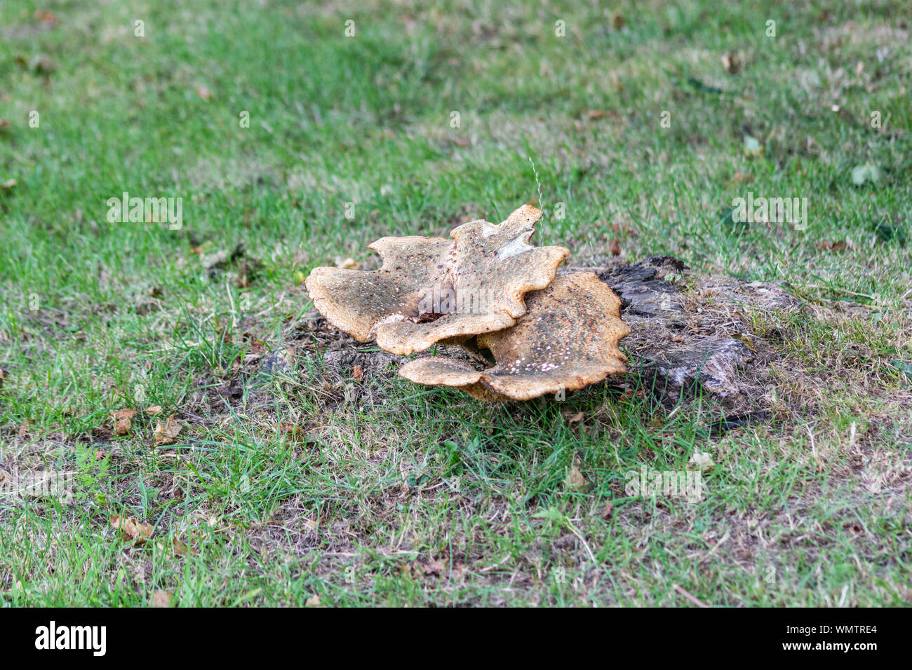 Une vieille souche d'arbre dans l'herbe courte, avec une selle s dryade, Polyporus squamosus, un polypore champignon poussant à partir de c Banque D'Images