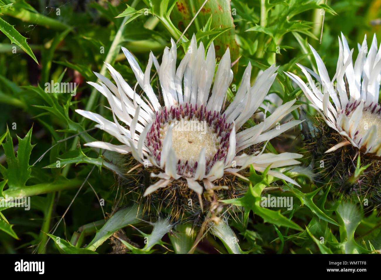 Fleurs de Carline acaule (Carlina acaulis) Chardon. Banque D'Images