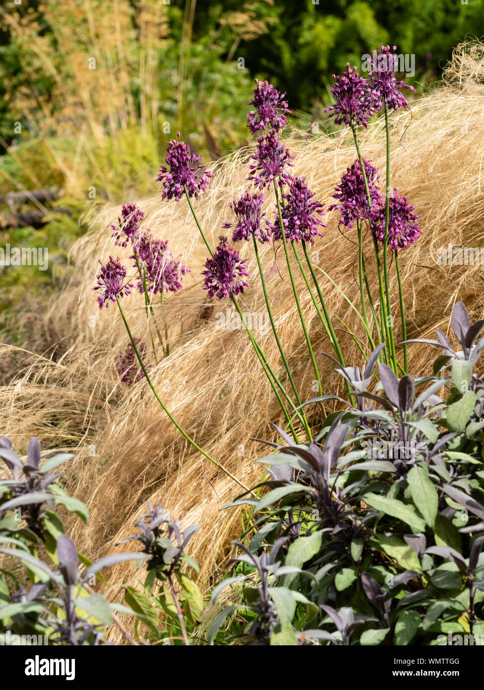 Les capitules de l'Allium carinatum ssp. pulchellum émergent à travers la croissance de Pennisetum villosum plumeux. Salvia officinalis 'Purpurescens' en face Banque D'Images