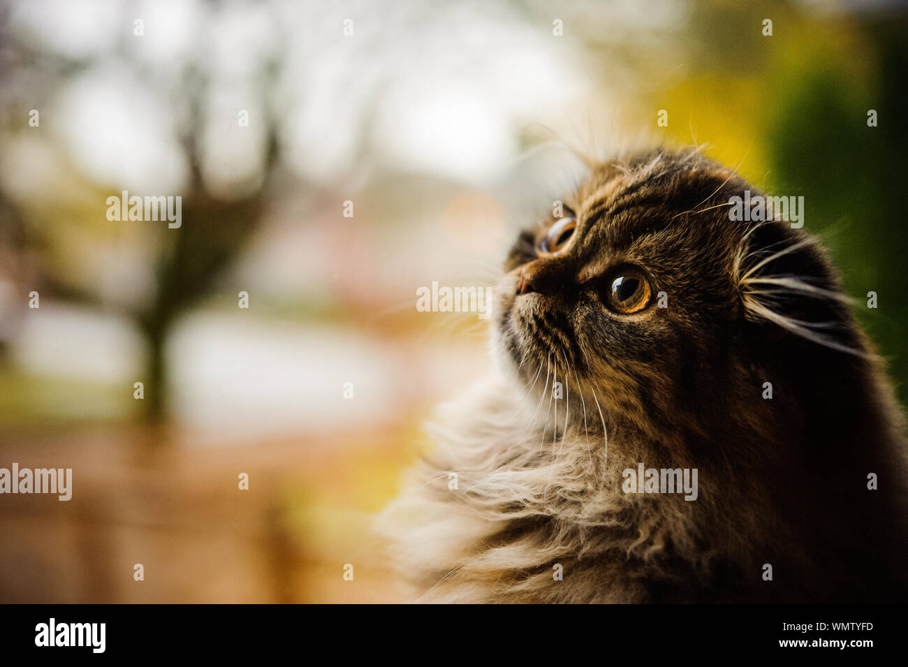 Close-up of Scottish Fold Kitten Looking up Banque D'Images
