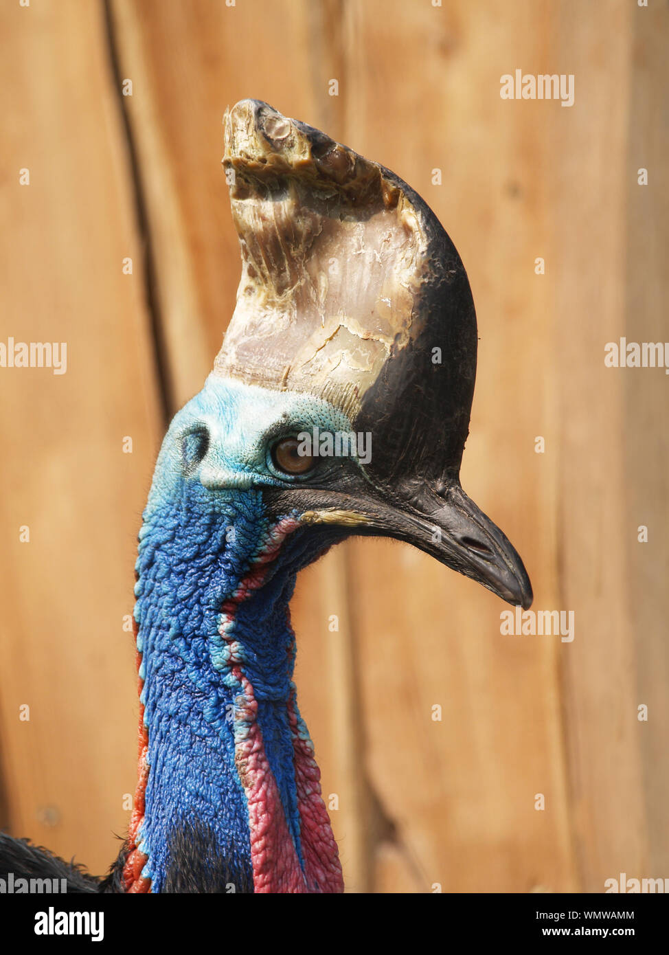 Chef de l'Australie méridionale cassowary Banque D'Images