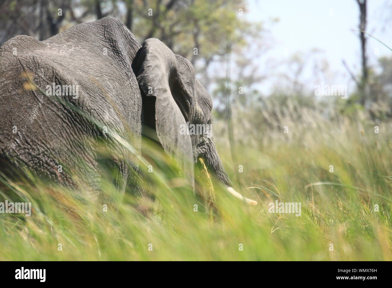Okavango Delta, Botswana, Africa Banque D'Images
