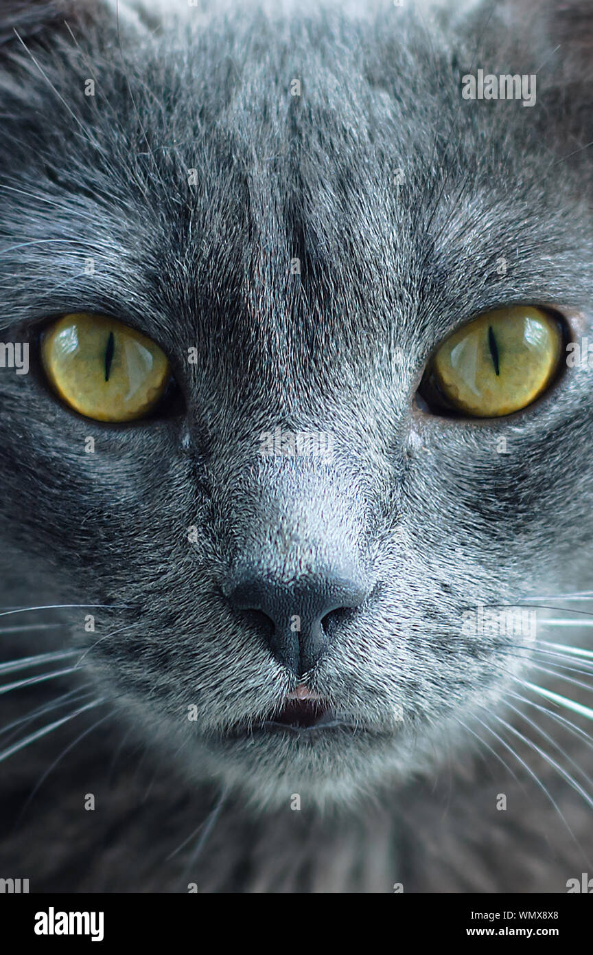 Le visage d'un chat gris close-up. Photo verticale. Banque D'Images