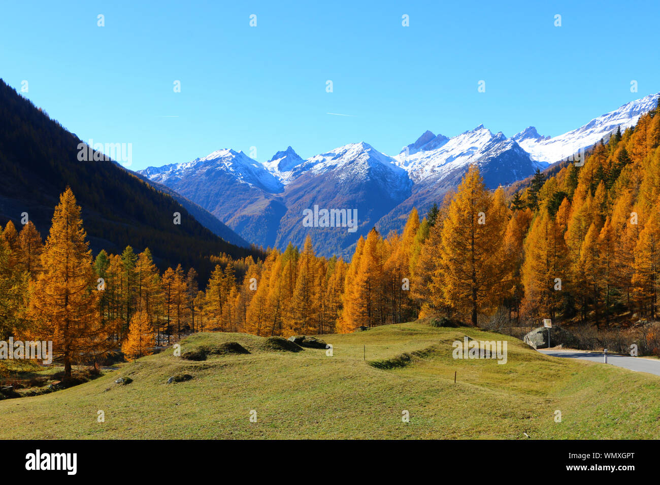 Le mélèze et l'épicéa forêt en automne le long walkingtrails à fafleralp, lötschental, Valais, siwtzerland Banque D'Images