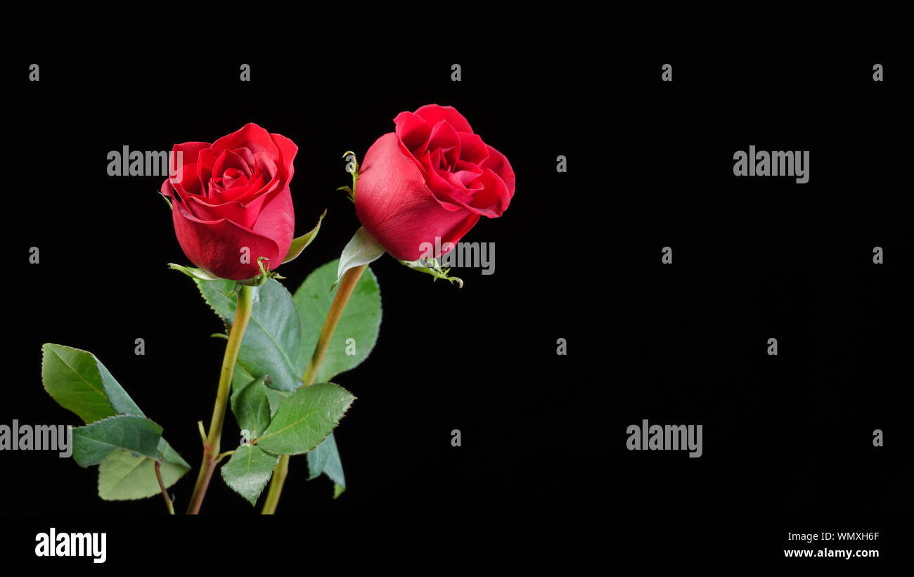 Parfait deux roses rouges sur fond noir, avec beaucoup d'espace de copie Banque D'Images