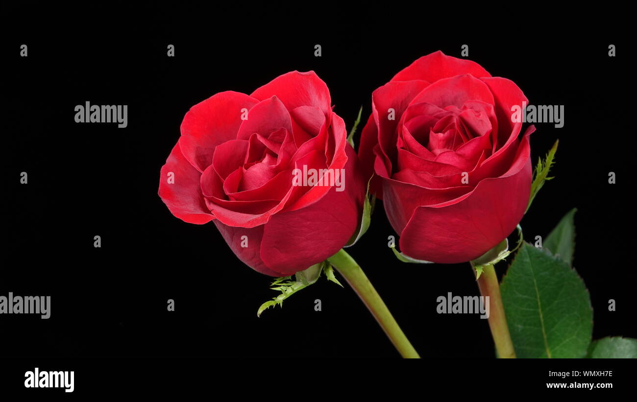 Close up de deux roses rouges parfait sur un fond noir Banque D'Images