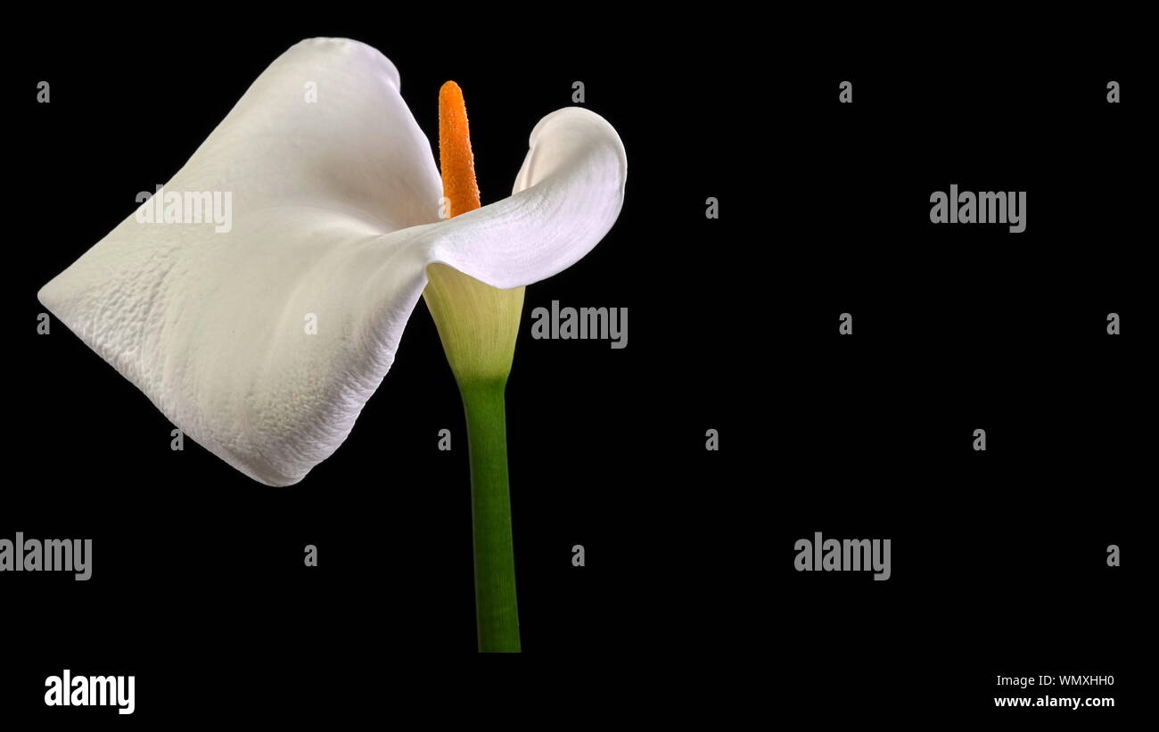 Un seul, beau blanc Calla Lily (Zantedeschia aethiopica, également connu sous le nom) d'Arum isolé sur fond noir avec un grand espace de copie Banque D'Images