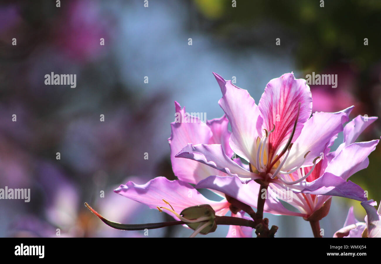 Close up de magnifiques fleurs roses de la Hong Kong Orchid Tree (Bauhinia blakeana) en pleine floraison printanière, belle arrière-plan flou pour copy space Banque D'Images