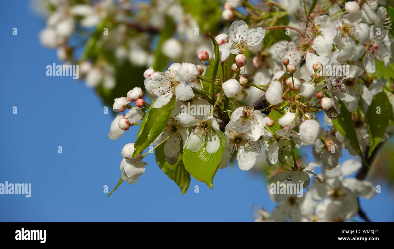 Close-up de bourgeons et de fleurs des plantes ornementales (Pyrus calleryana poirier) en pleine floraison printanière against a blue sky Banque D'Images