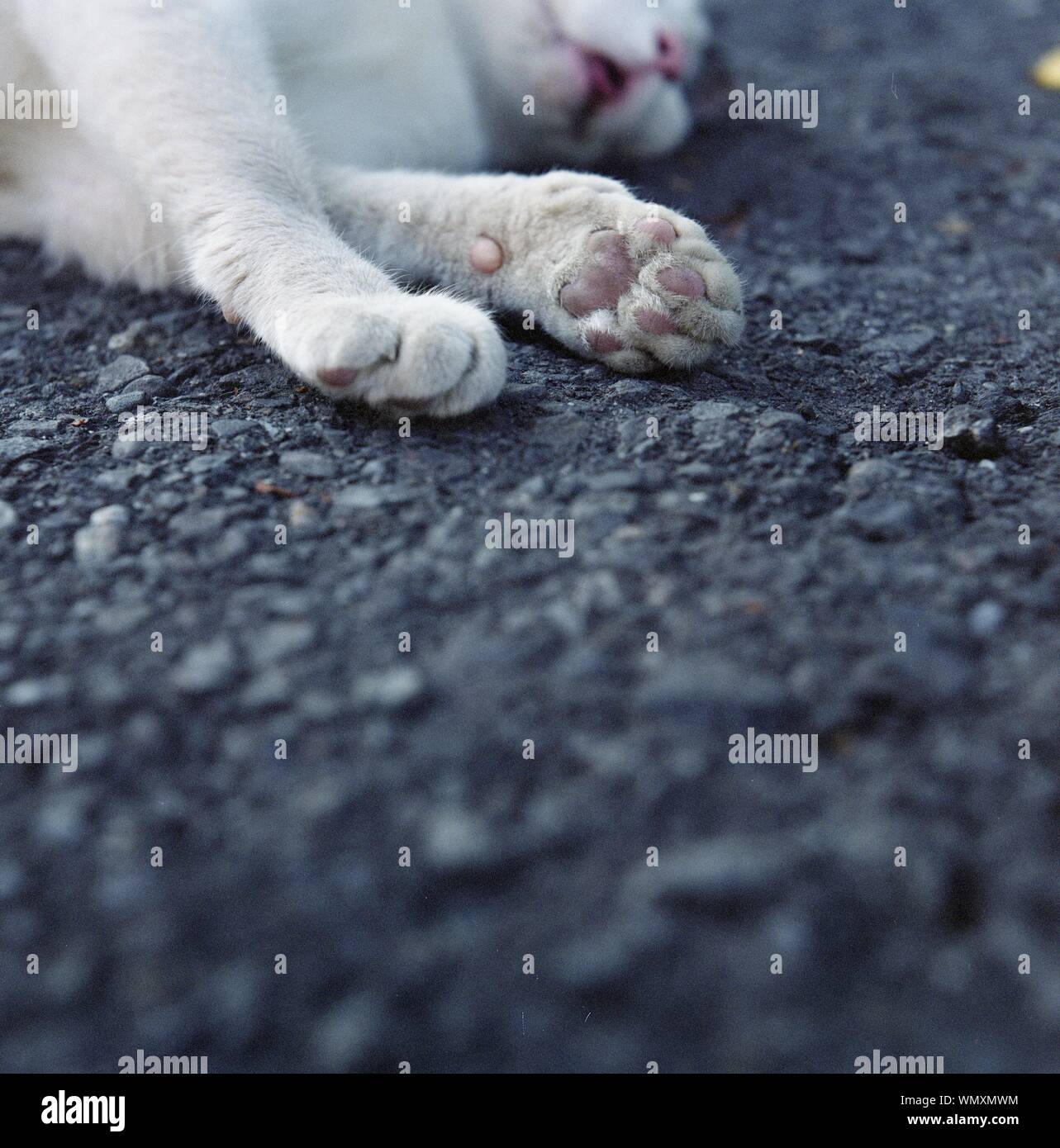 Detail Coup De Patte De Chat Sur Le Sol Photo Stock Alamy