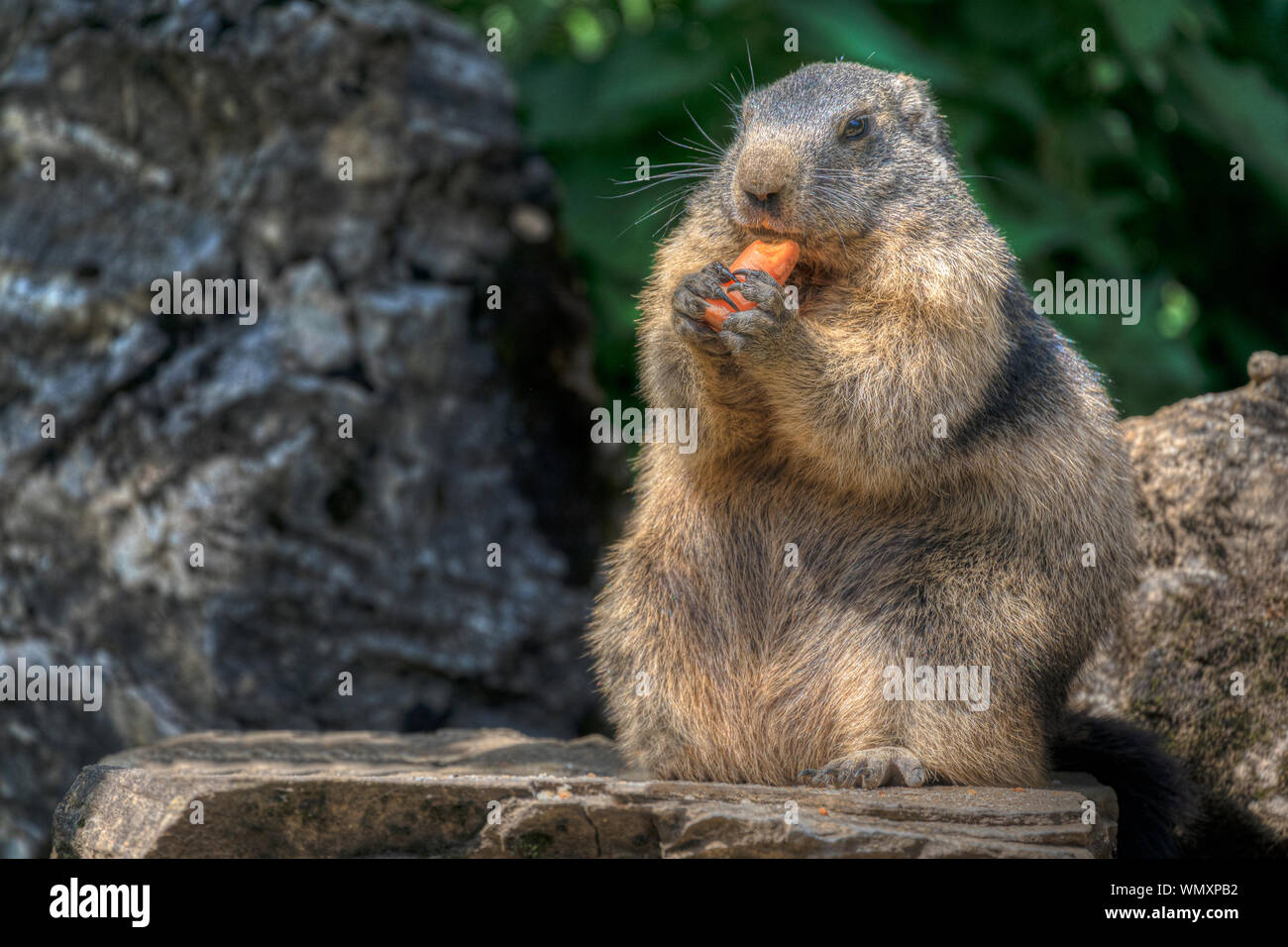 Marmot, Truebsee, Titlis, Engelberg, Nidwald, Suisse, Europe Banque D'Images