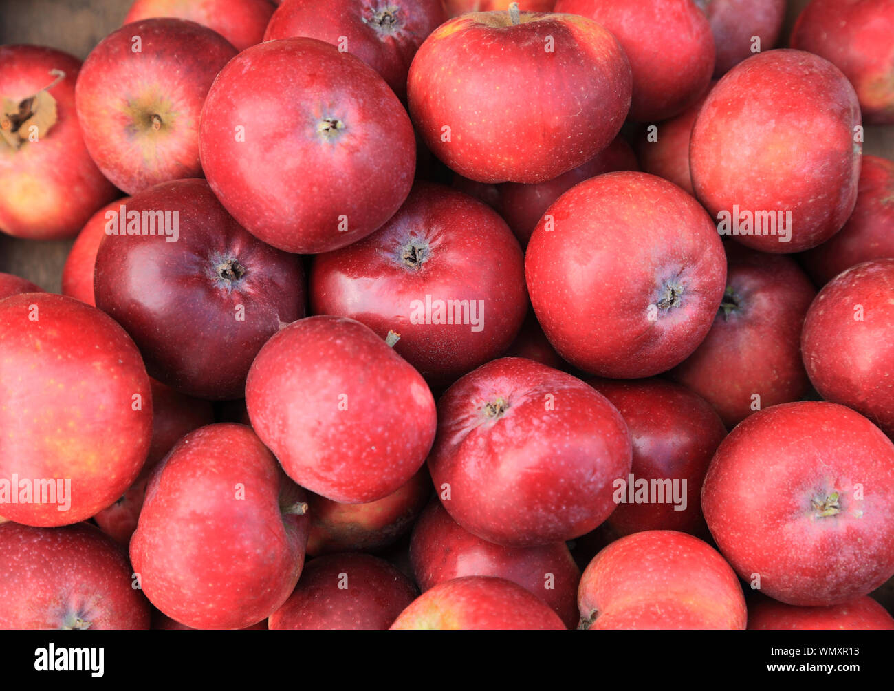 La pomme 'Ingalls Red', les pommes, Suffolk variété, manger, apple farm shop display Banque D'Images
