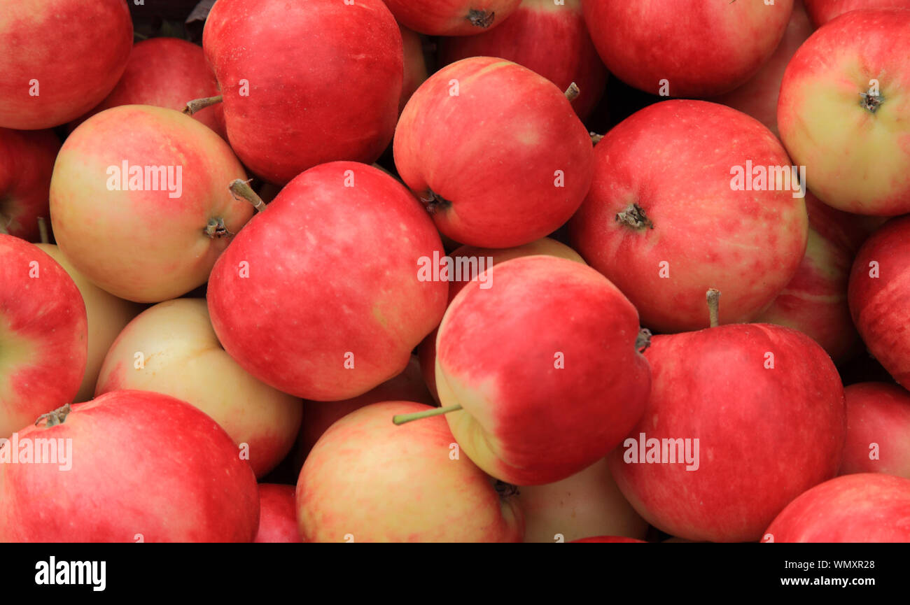 'Apple' semis rouge, pommes, manger, apple farm shop display Banque D'Images