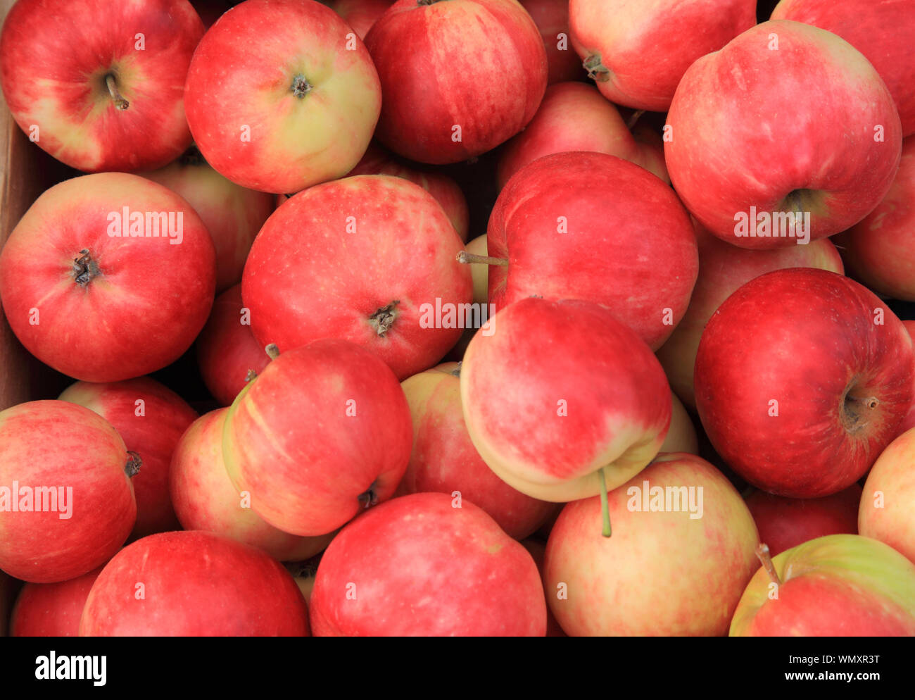 'Apple' semis rouge, pommes, manger, apple farm shop display Banque D'Images