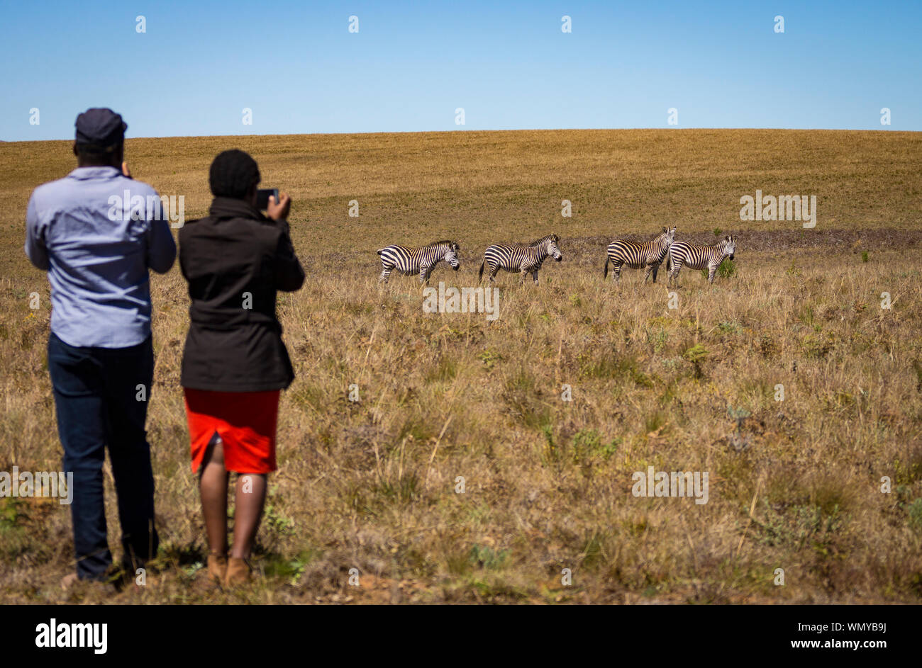 L'homme et la femme du Malawi les touristes de prendre des photos de zèbre (Equus quagga) dans Nyika National Park, au Malawi. Banque D'Images