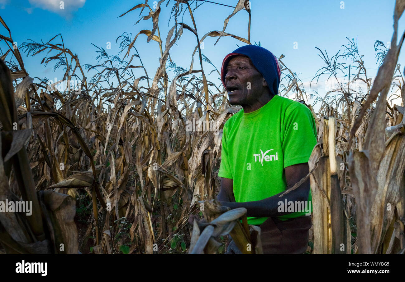 Agriculteur âgé entre son champ de maïs près de Mzuzu, Malawi, portant un t-shirt vert arborant le logo de l'ONG Tiyeni Banque D'Images