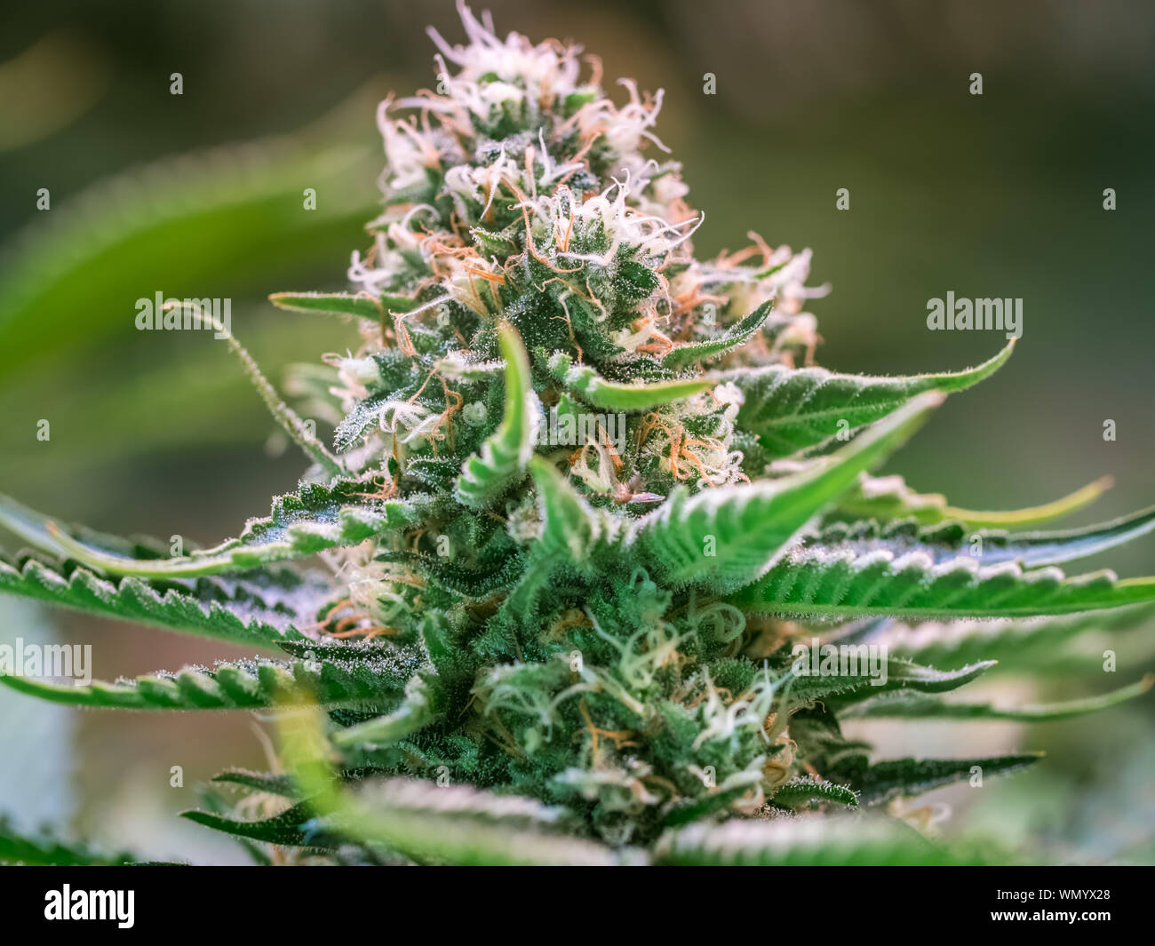 HDR rapprochée sur une plante de cannabis blossom Banque D'Images