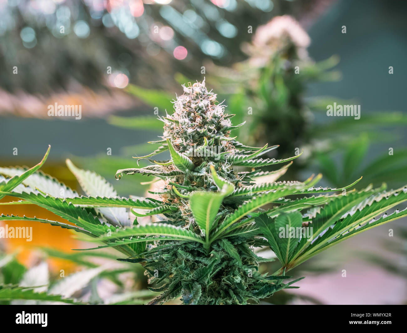 HDR rapprochée sur une plante de cannabis blossom Banque D'Images