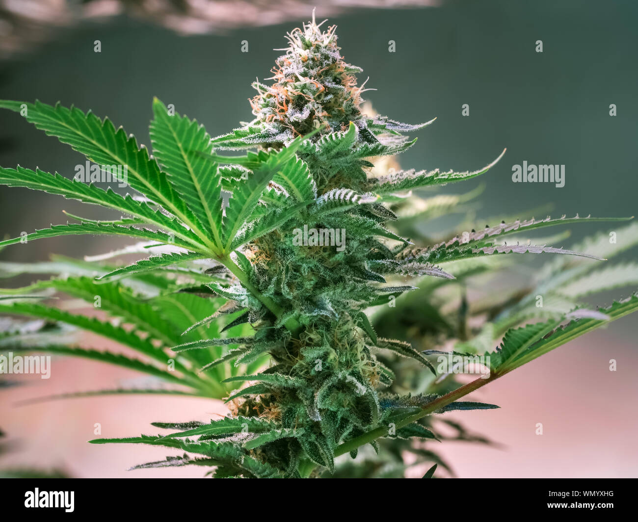 HDR rapprochée sur une plante de cannabis blossom Banque D'Images