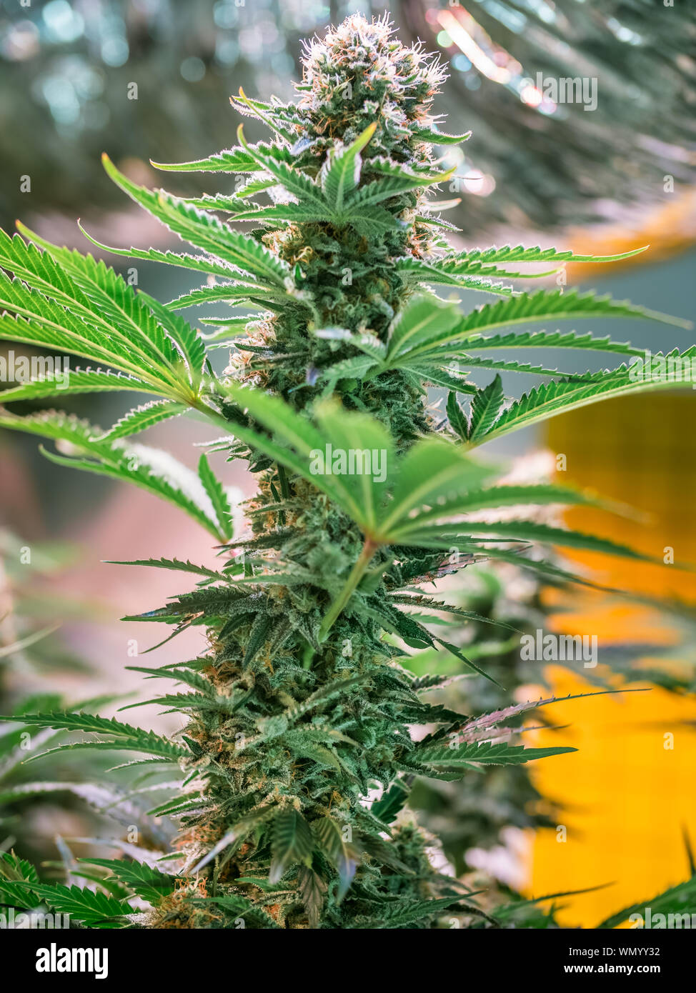 HDR rapprochée sur une plante de cannabis blossom Banque D'Images