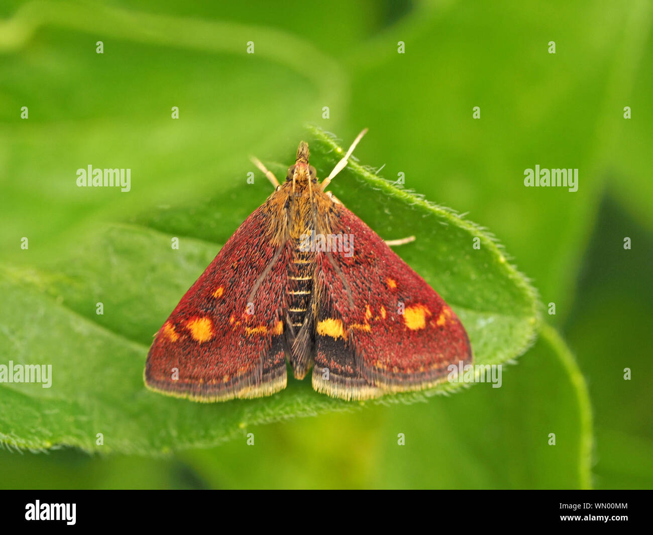 Micro-lépidoptère Pyrausta Aurata avec de l'or à motifs violet & écailles sur les ailes antérieures et de l'abdomen supérieur à rayures sur le feuillage vert - Gloucestershire, Angleterre Banque D'Images
