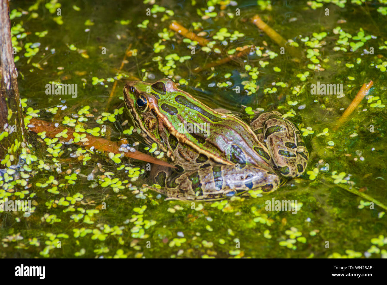Adulte Plaines Leopard Frog- (Lithobates blairi- anciennement Rana blairi) se trouve dans le marais de queue de chat parmi les duckweed, Castle Rock Colorado USA. Banque D'Images Adulte Plaines Leopard Frog- (Lithobates blairi- anciennement Rana blairi) se trouve dans le marais de queue de chat parmi les duckweed, Castle Rock Colorado USA. Banque D'Images