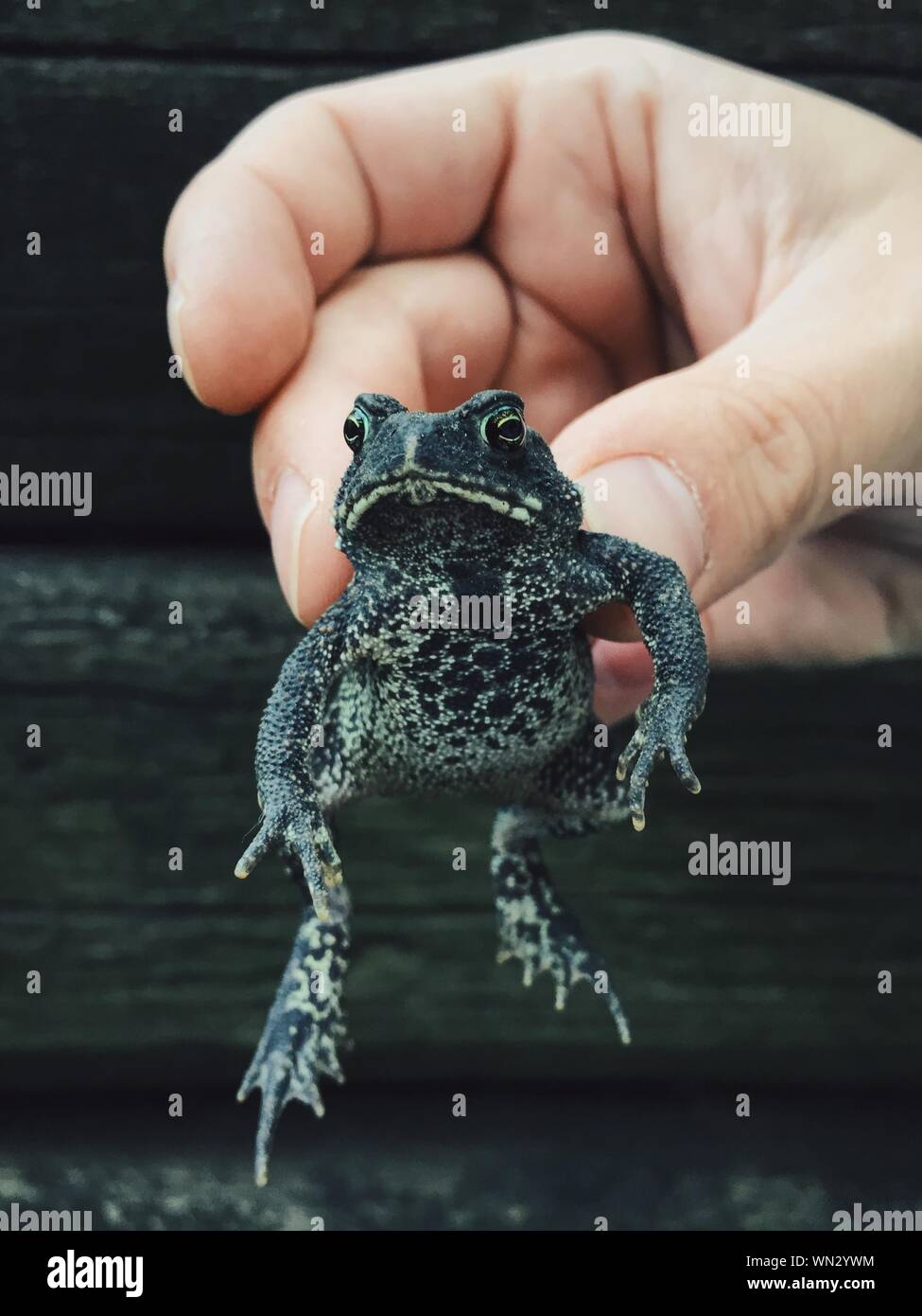 Grenouille noire Banque de photographies et d’images à haute résolution — free download