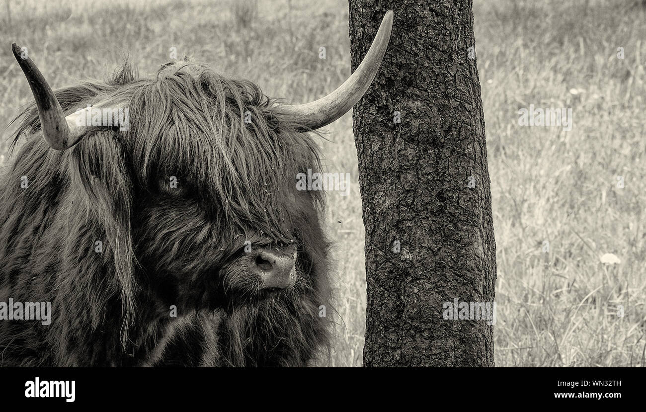 Article Highland cattle par arbre sur terrain Banque D'Images