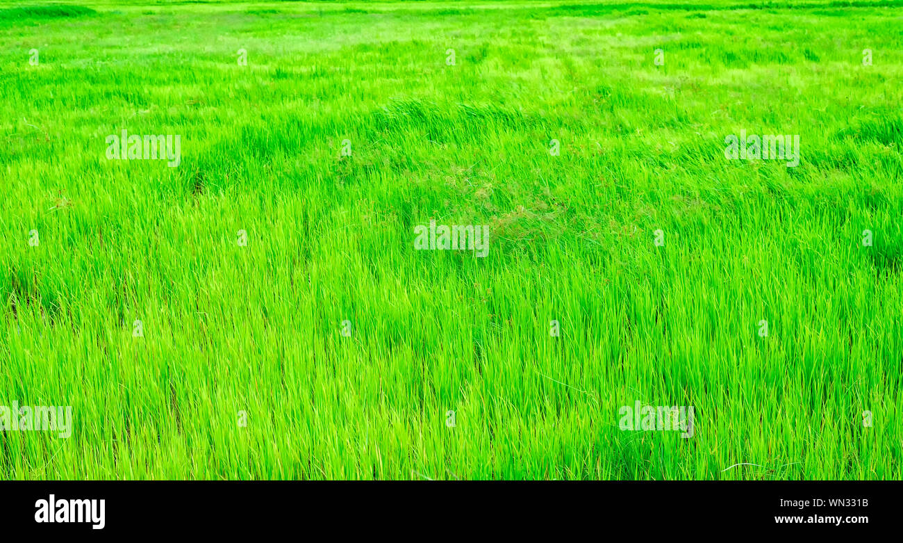 Champ de riz en terrasses nature vert .l'Agriculture la vie rurale culture du riz l'agriculture avec ciel bleu nuage paysage contexte . Mode de vie agricole et tr Banque D'Images