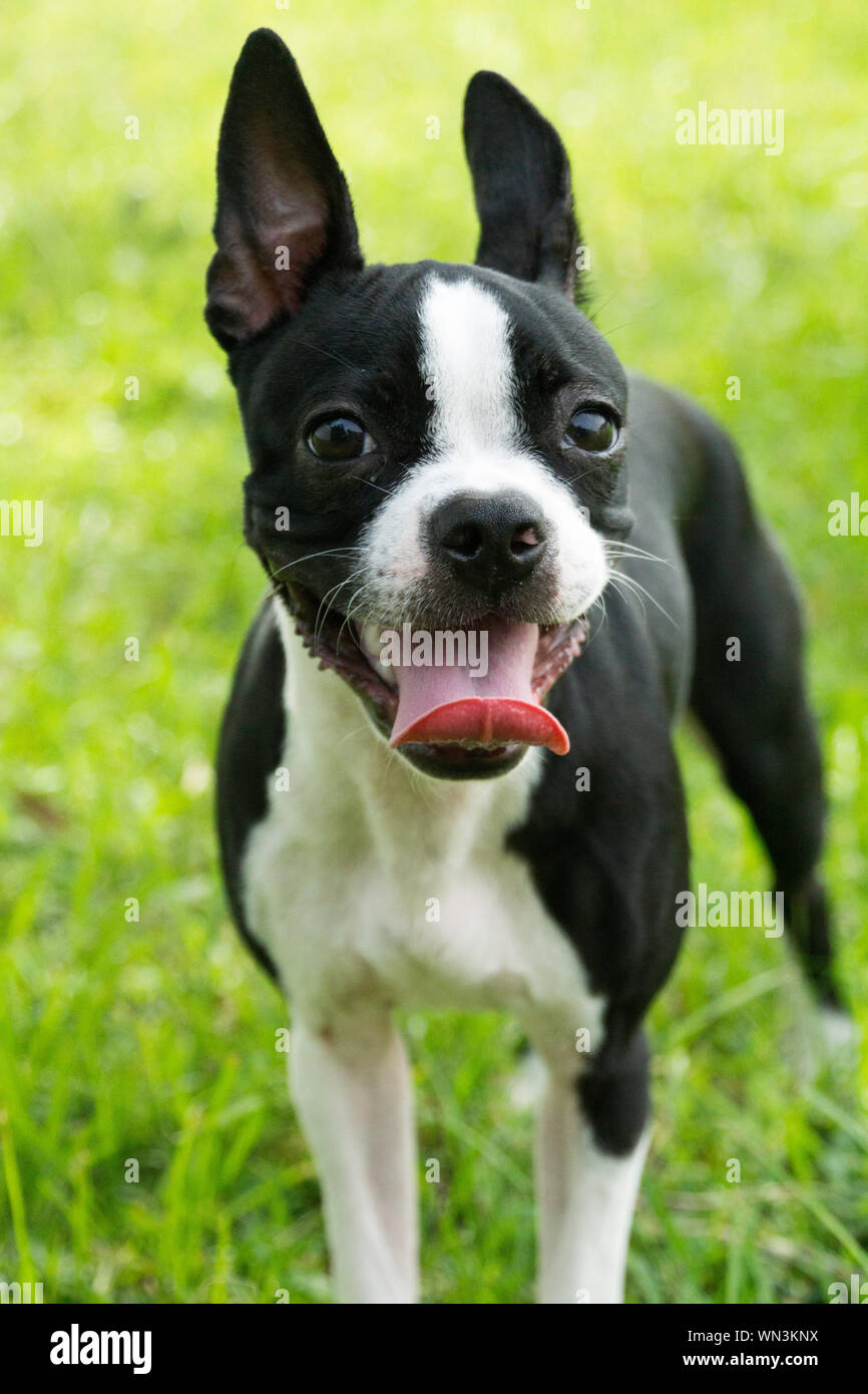 Boston Terrier mignon à l'extérieur sur l'herbe en Floride Banque D'Images