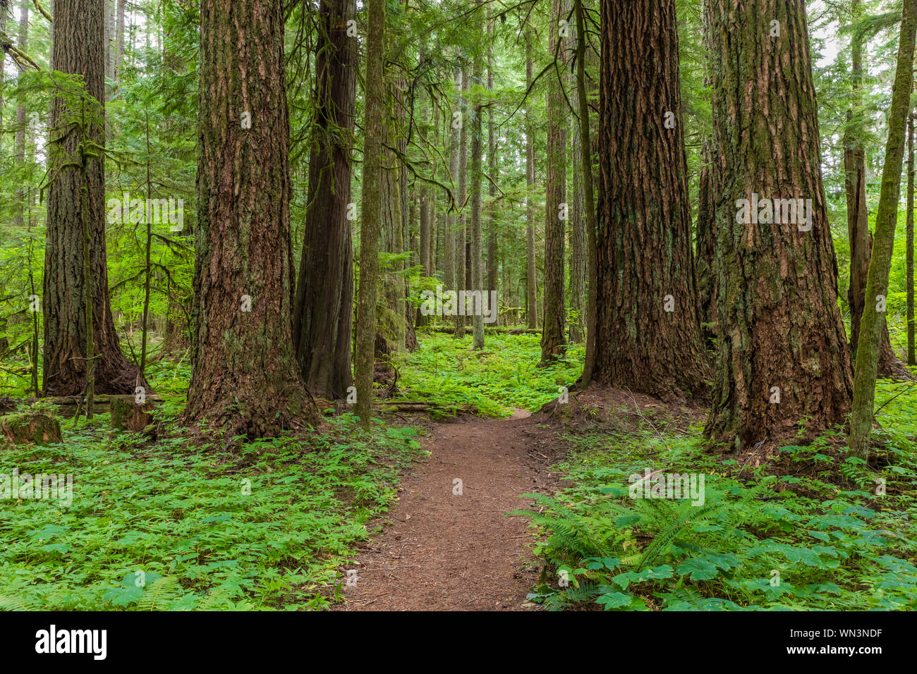 Sentier à travers les grands arbres en forêt Fédération State Park près de Mount Rainier, Washington State, USA Banque D'Images Sentier à travers les grands arbres en forêt Fédération State Park près de Mount Rainier, Washington State, USA Banque D'Images