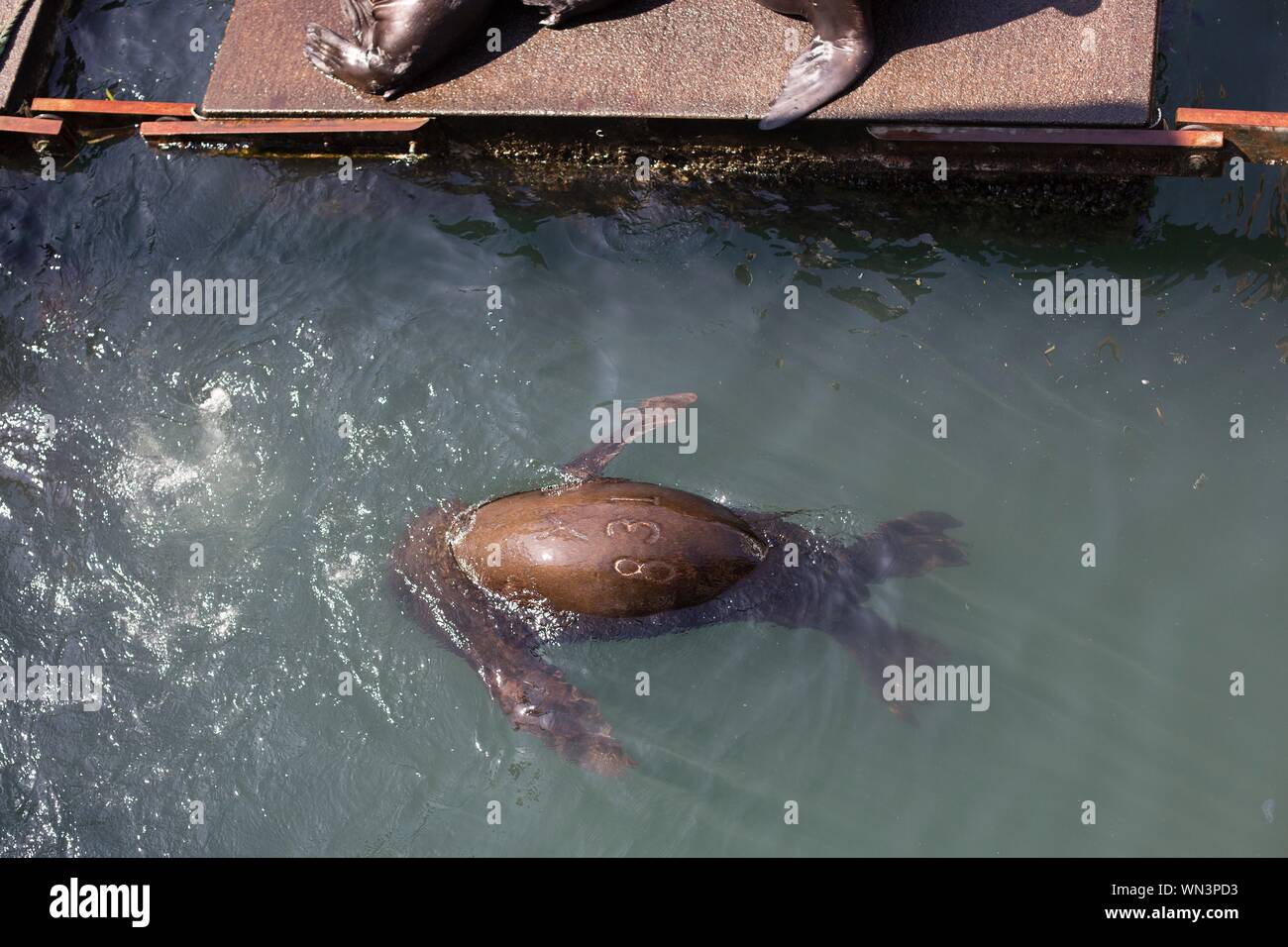 Un lion de mer qui a été personnalisé avec le nombre 831 nager près d'un quai à Newport, Oregon, USA. Banque D'Images