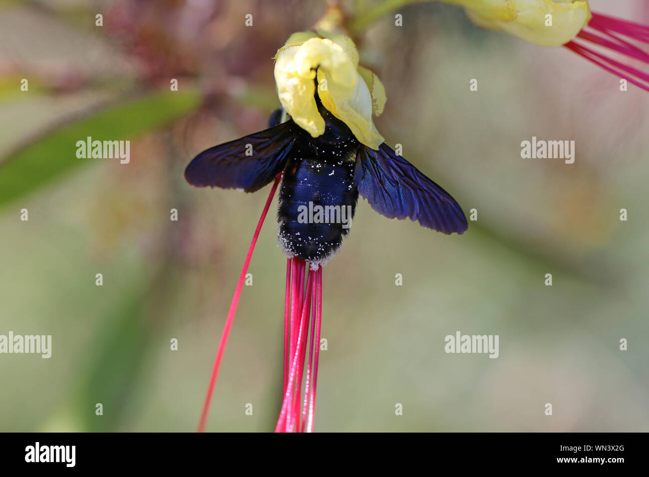 Abeille charpentière xylocopa couverts dans le pollen d'un violaceaon Yellow Bird of Paradise flower caesalpinia gilliesii poinciana, latine ou erythrrostemon Banque D'Images