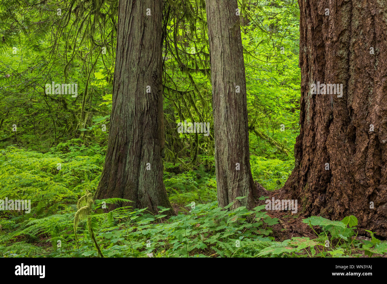 Une paisible forêt de grands arbres dans la forêt Fédération State Park près de Mount Rainier, Washington State, USA Banque D'Images Une paisible forêt de grands arbres dans la forêt Fédération State Park près de Mount Rainier, Washington State, USA Banque D'Images