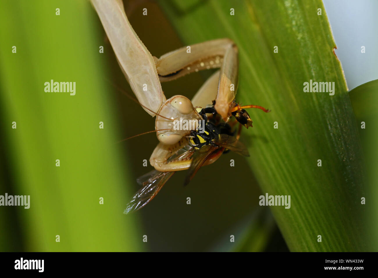 Brown'praying Mantis religiosa mante mantis ou de l'Amérique latine sur le symbole de l'état du Connecticut mangeant une guêpe polistes vivre sur une feuille en été en Italie Banque D'Images