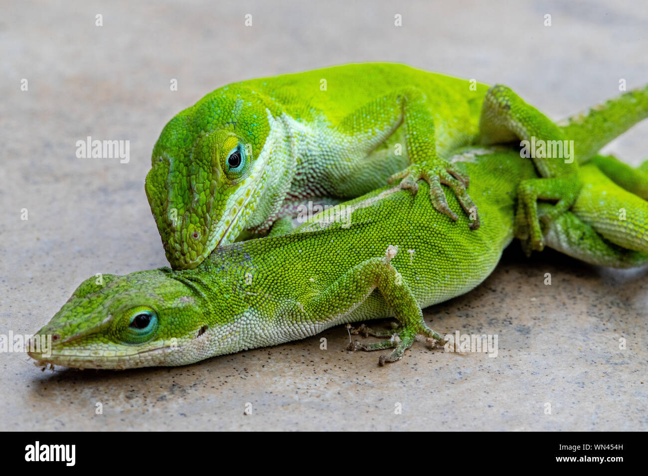 Les lézards verts, l'Anole Caroline, l'accouplement Banque D'Images