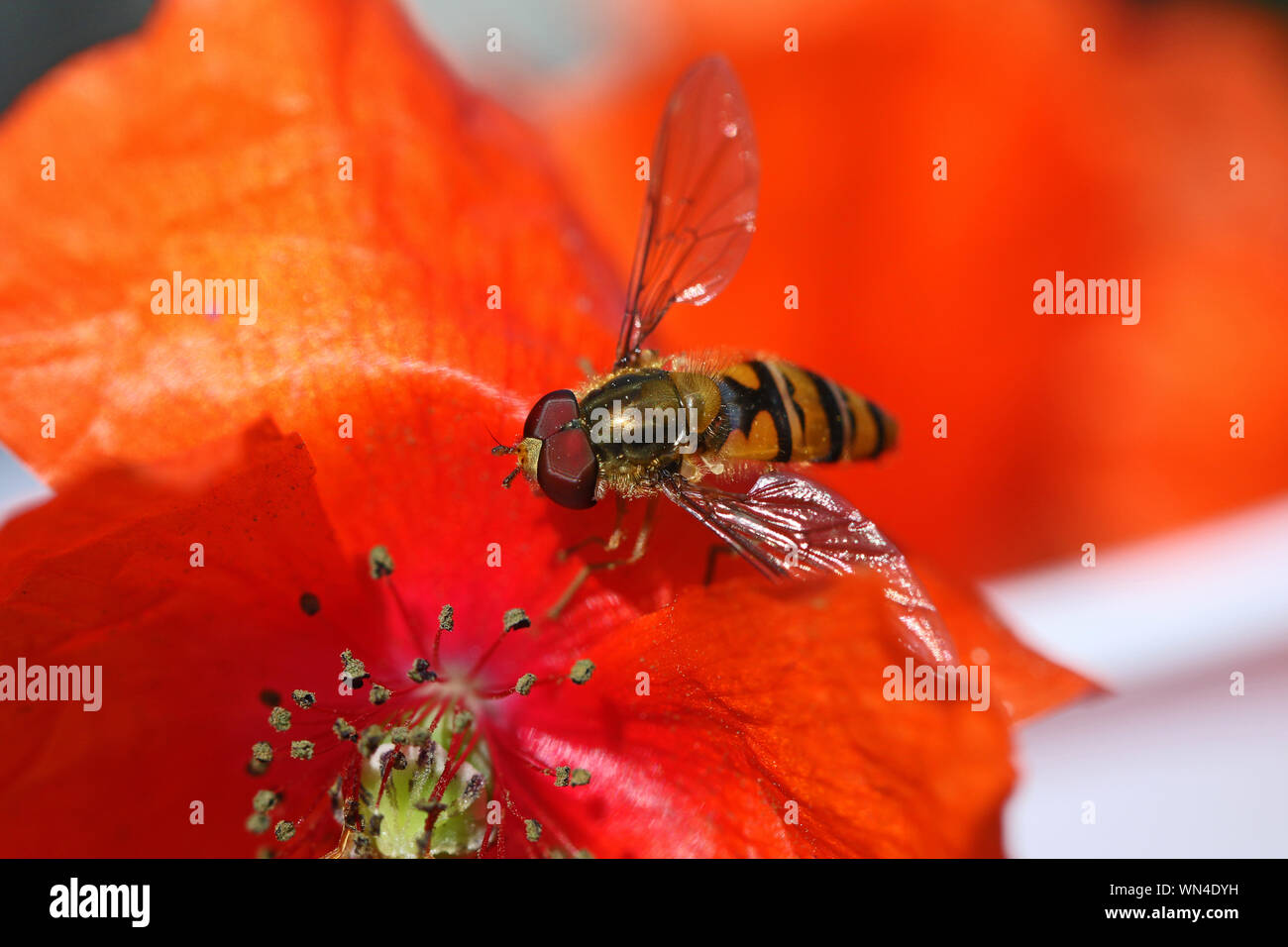 Petite hover fly fly fleur ou l'Eupeodes volucris, Syrphidae se nourrissent d'une Amérique pavot pétale commun papver rhoeas au printemps très close up Banque D'Images